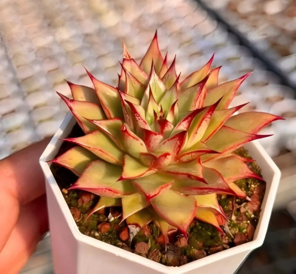 Succulent in white hexagonal planter, layered rosette leaves in yellow with red edges