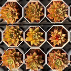 Succulent rosettes in white hexagonal pots, various angles, yellow and red leaf tips