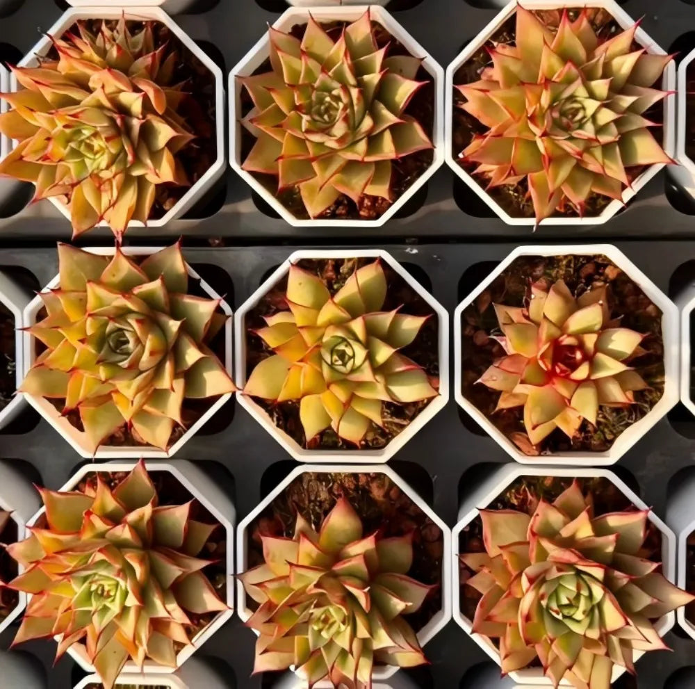Succulent rosettes in white hexagonal pots, various angles, yellow and red leaf tips
