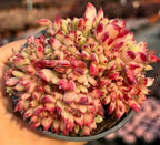 Crested Echeveria succulent in shallow pot with red tips and pale green rosettes
