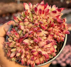Crested Echeveria succulent viewed from above, red-and-cream rosette clusters