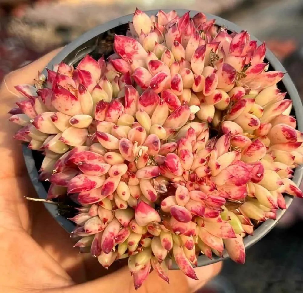 Crested Echeveria succulent in a round pot, dense rosette leaves with red edges