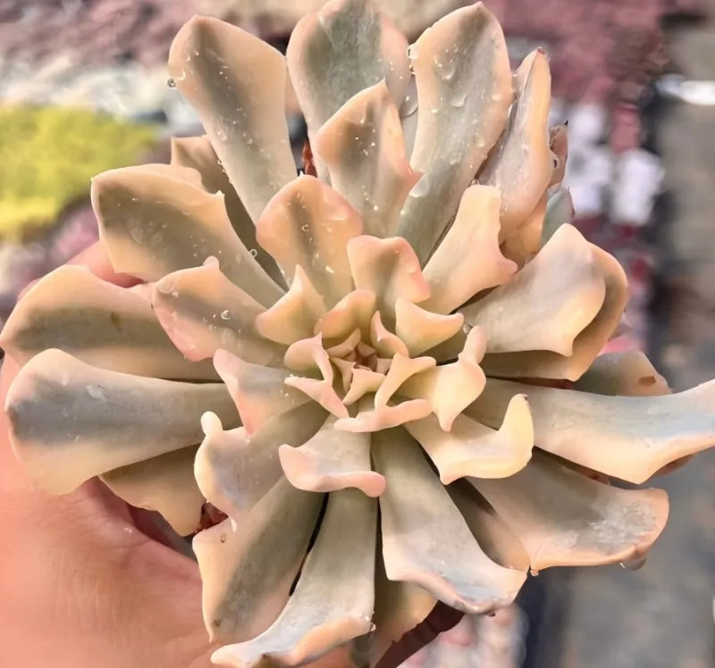 Echeveria succulent rosette in pale peach and cream, thick pointed leaves