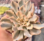Echeveria succulent rosette in pale peach and cream, thick pointed leaves