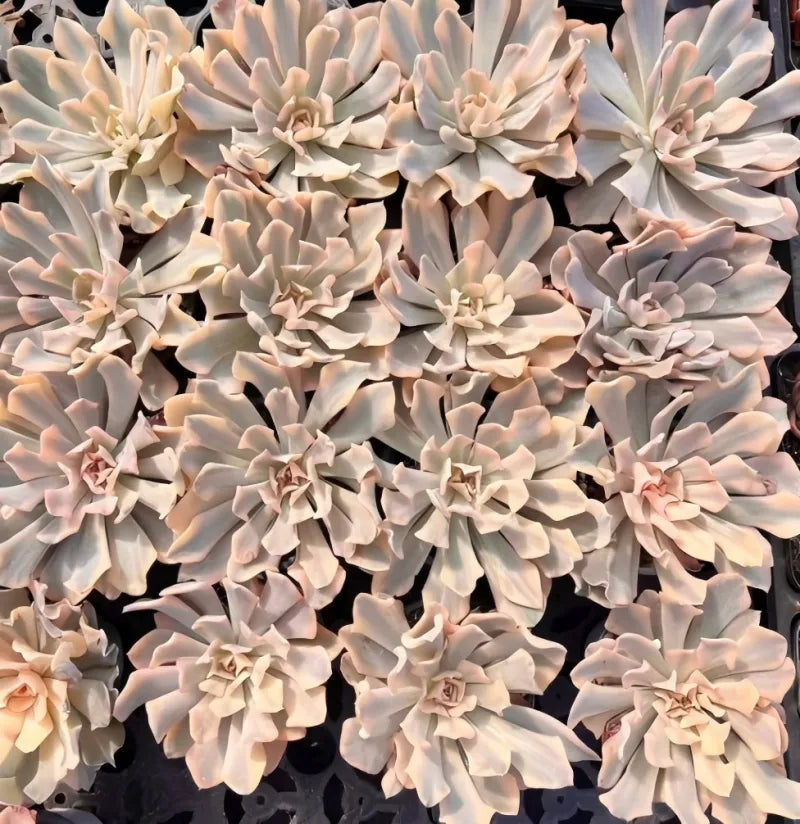 Echeveria succulent rosette cluster with pale cream rosettes and light pink centers