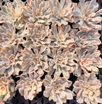Echeveria succulent rosette cluster with pale cream rosettes and light pink centers