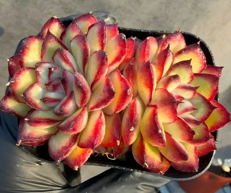 Ling Yin double-head echeveria cluster, two large rosettes with red tips and green centers