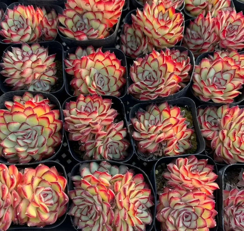 Assorted echeveria rosettes in pots, red-edged leaves around green centers