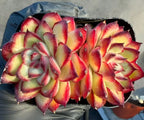 Ling Yin double-head echeveria cluster with red and yellow rosettes, green centers
