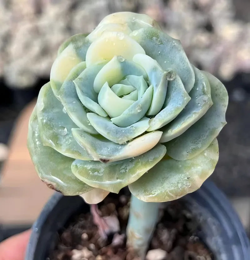 Echeveria succulent rosette with pale yellow and blue-green layered leaves