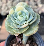 Echeveria succulent rosette with pale yellow and blue-green layered leaves