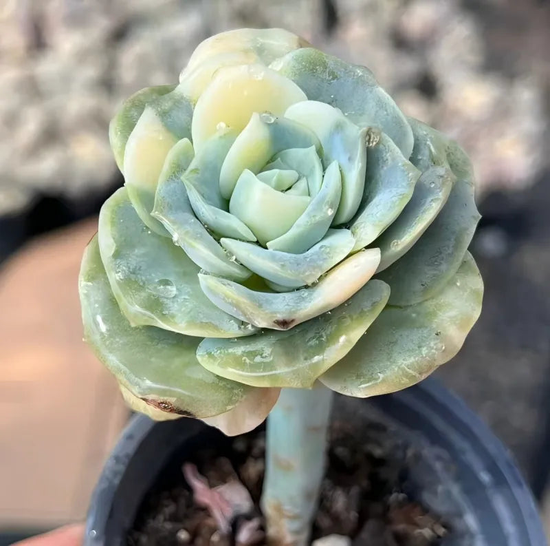 Echeveria rosette succulent in pale yellow and light blue-green with thick leaves