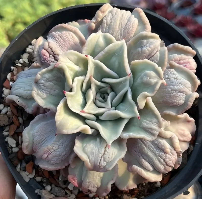 Cushioned light green succulent rosette with cupped leaves in a round pot