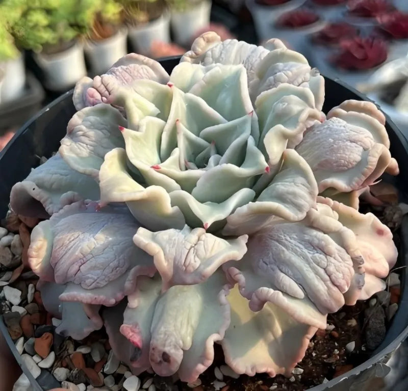 Light green and pale pink succulent rosette with ruffled leaves in a round pot