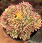 Variegated echeveria succulent cluster in black pot, green rosettes with coral-pink tips