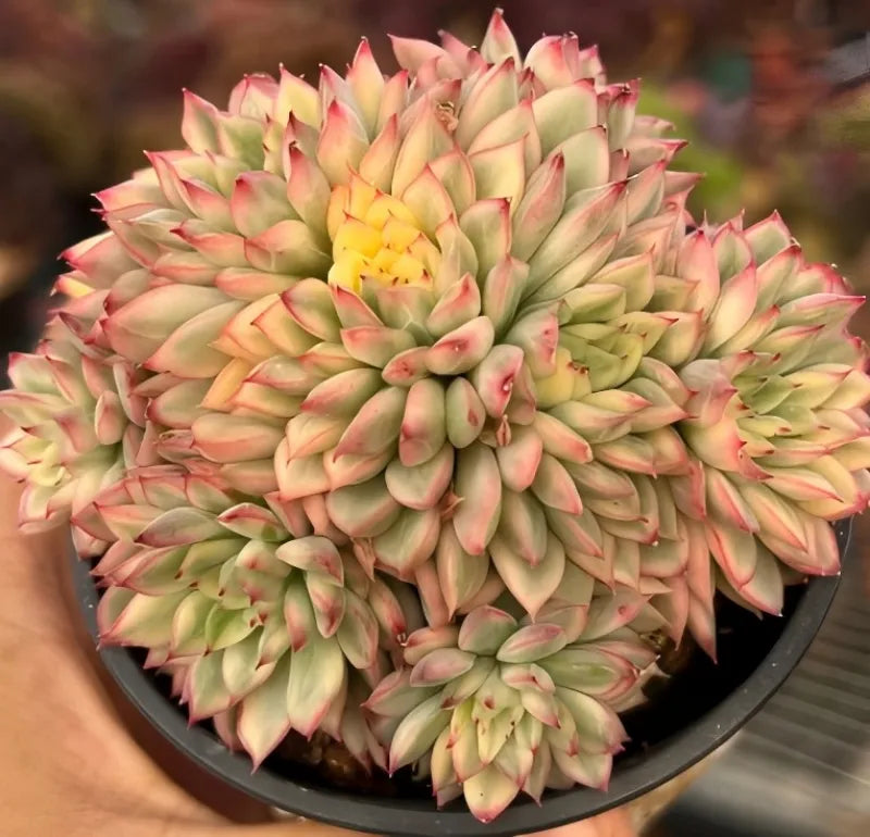 Variegated echeveria cluster in black pot, pale green rosettes with pink tips