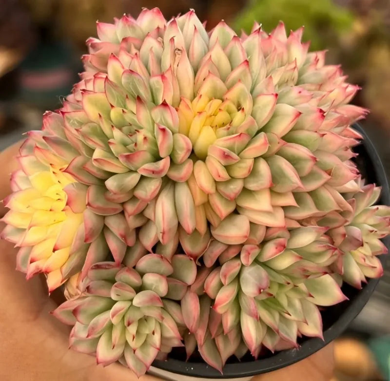 Variegated echeveria cluster in black pot, cream-green rosettes with pink outer leaves