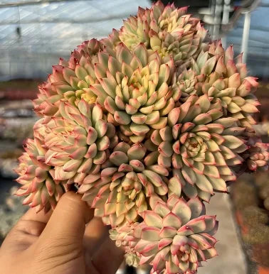 Variegated echeveria succulent cluster held in hand, green rosettes with pink margins
