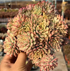 Variegated echeveria cluster on hand, pale green rosettes with pink and yellow centers