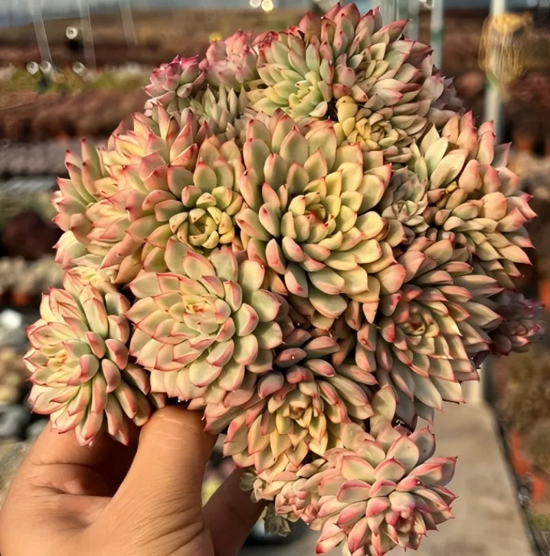 Variegated echeveria cluster on hand, pale green rosettes with pink and yellow centers