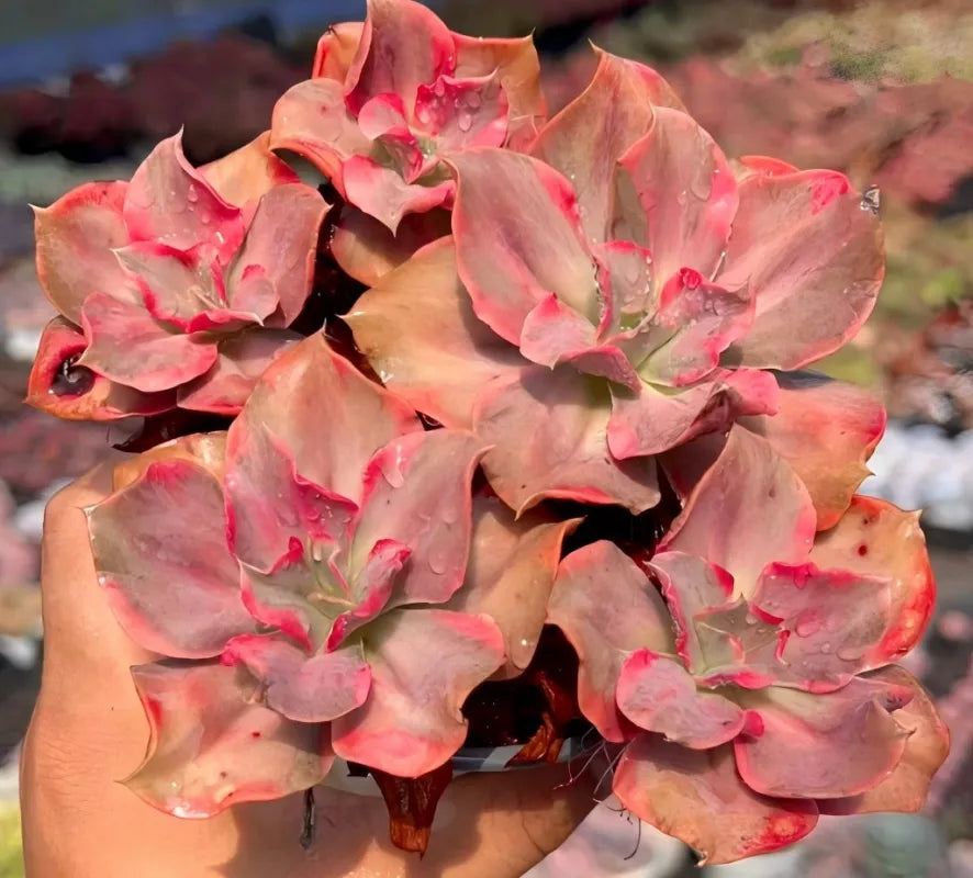Echeveria mini guqin variegata succulent with pink variegated rosette leaves