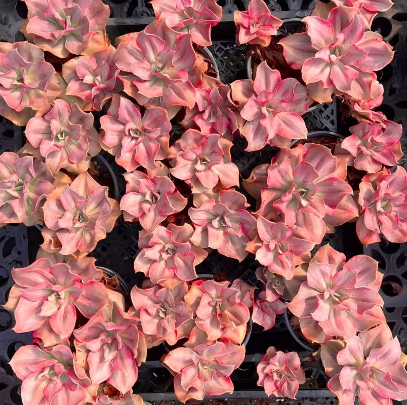 Echeveria mini guqin variegata succulent cluster of pink rosette plants