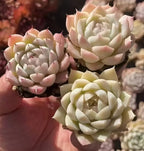 Echeveria rosette succulent cluster with pale yellow and pink leaves