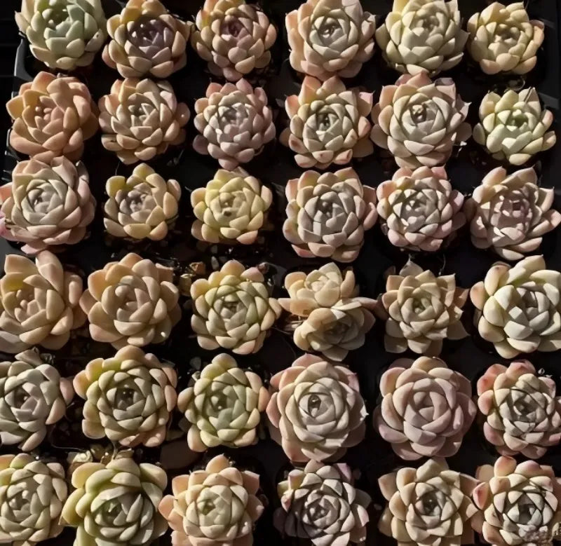 Echeveria rosette succulent plants in rows, pale cream and light gray