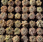 Echeveria rosette succulent plants in rows, pale cream and light gray