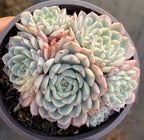 Variegated echeveria rosette in 4-inch pot with pale green leaves and pink tips