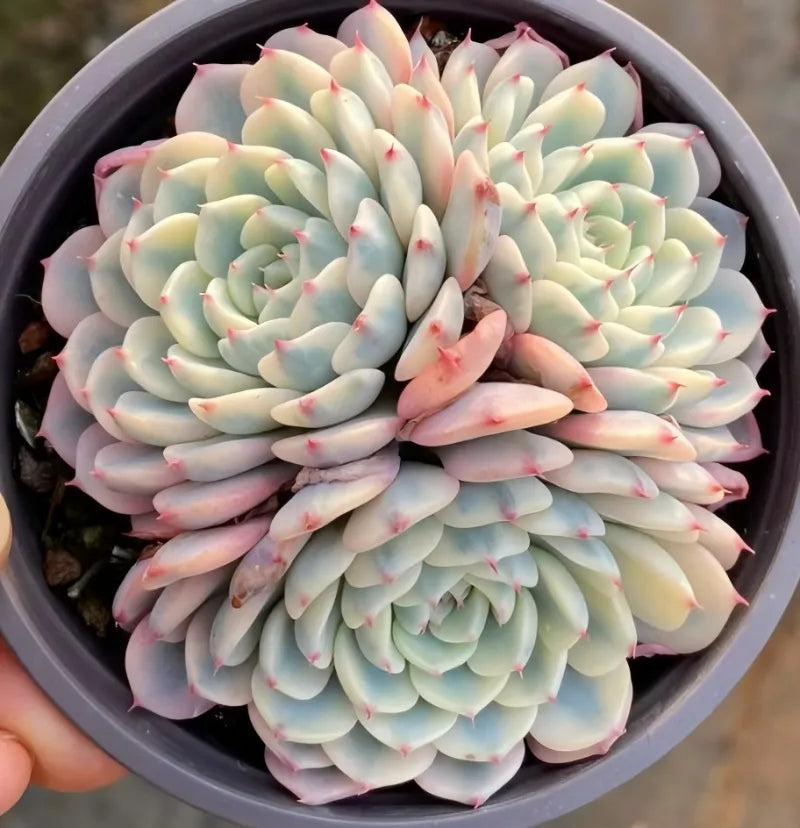 Variegated echeveria succulent with pale green and pink rosette in 4-inch pot