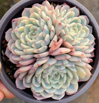 Variegated echeveria succulent with pale green and pink rosette in 4-inch pot