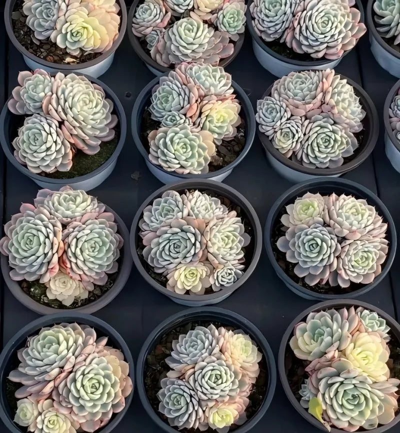 Variegated echeveria succulents with pastel leaves in multiple small round pots