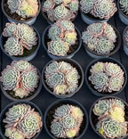 Variegated echeveria succulents with pastel leaves in multiple small round pots