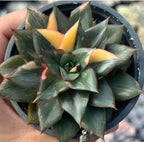 Variegated echeveria rosette with green leaves and yellow-orange tips, close-up in pot