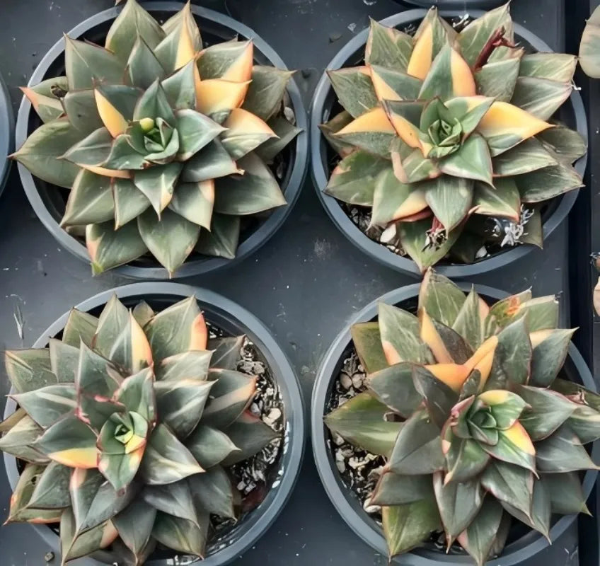 Set of variegated echeveria rosettes in small pots, green leaves with yellow-orange tips