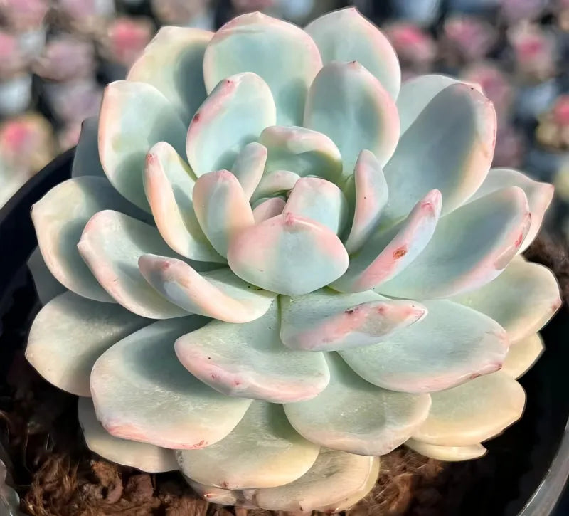 Variegated echeveria rosette in pot, pale blue mint leaves with pink speckles