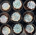 Variegated echeveria succulent rosette in pot, pale blue leaves with pink tips
