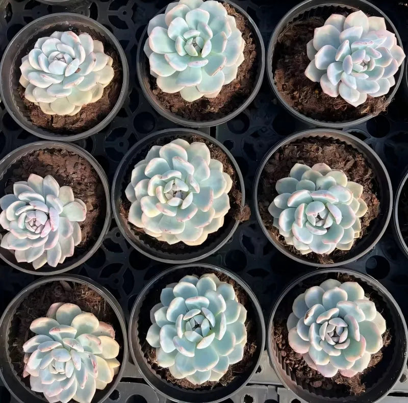 Variegated echeveria succulent rosette in pot, pale blue leaves with pink tips
