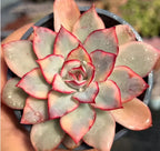Variegated Echeveria succulent rosette facing camera, red-lined mint leaves