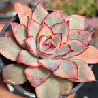 Variegated Echeveria succulent rosette with red-edged pale green leaves