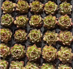 Echeveria Moonstone succulents in 2-inch pots, green rosettes with pink tips