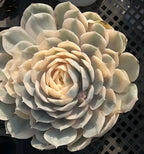 Variegated succulent rosette with cream and pale green layered petals, tight center