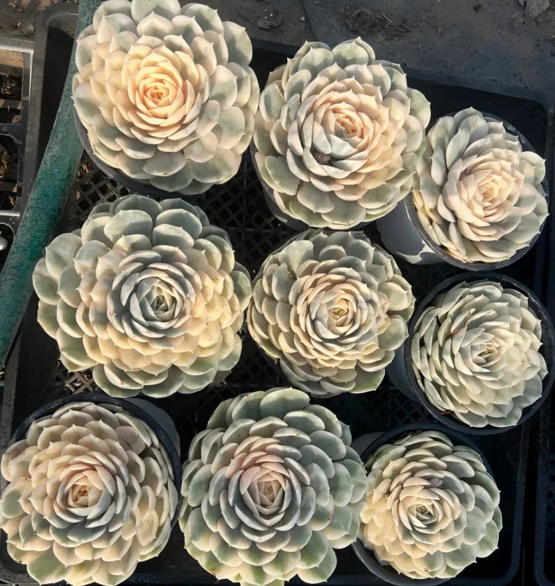 Set of variegated succulent rosettes with pale green leaves and cream rosette centers