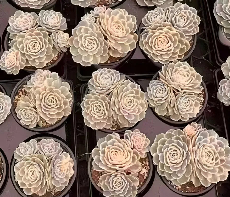 Variegated echeveria cluster of cream rosette succulents in small pots