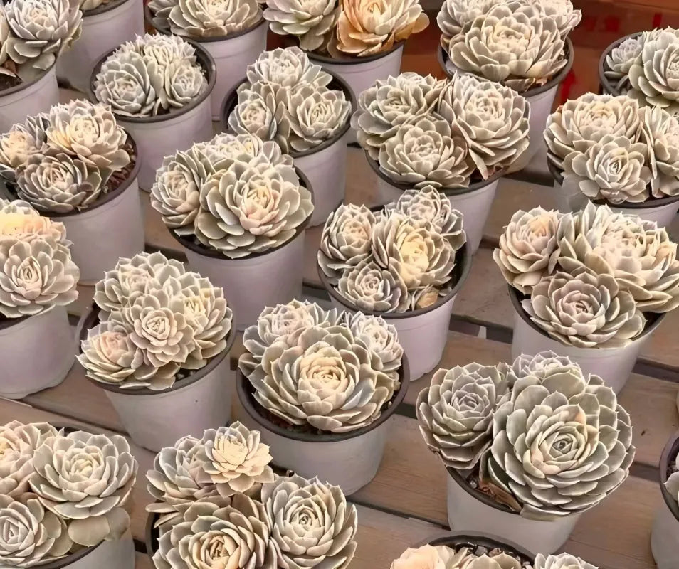 Variegated cream echeveria rosette cluster with many potted plants