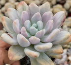 Variegated echeveria rosette with pale lavender and mint leaves