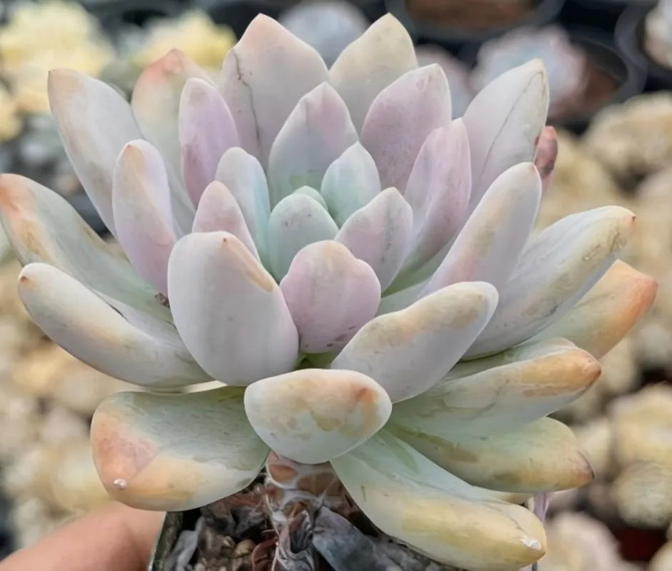Variegated echeveria rosette with pale mint, lavender, and peach-tinted leaves