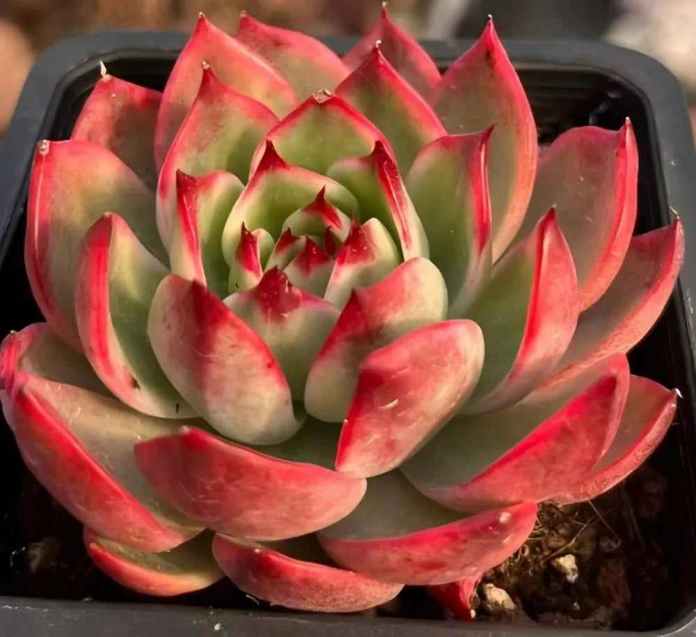 Variegated Echeveria rosette with green leaves edged in pink-red, in plastic tray