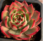 Echeveria succulent rosette, green center with strong pink-red striping, in tray